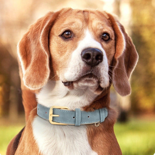 collier chien beagle avec collier turquoise