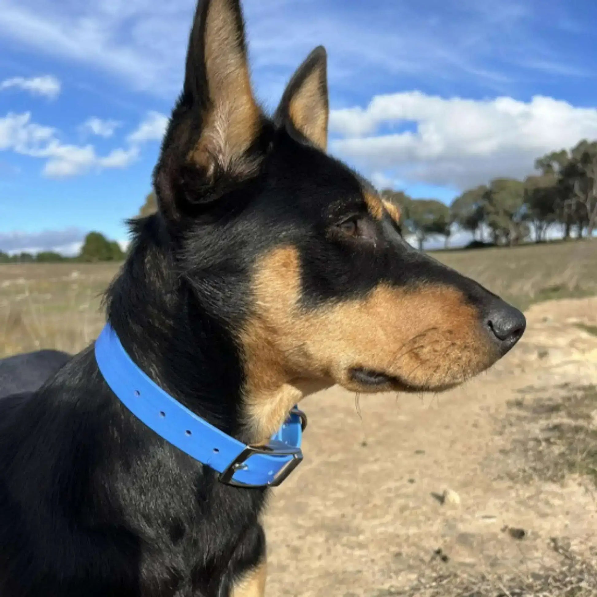 Un terrier anglais avec un collier pour chien bleu dans un champ.
