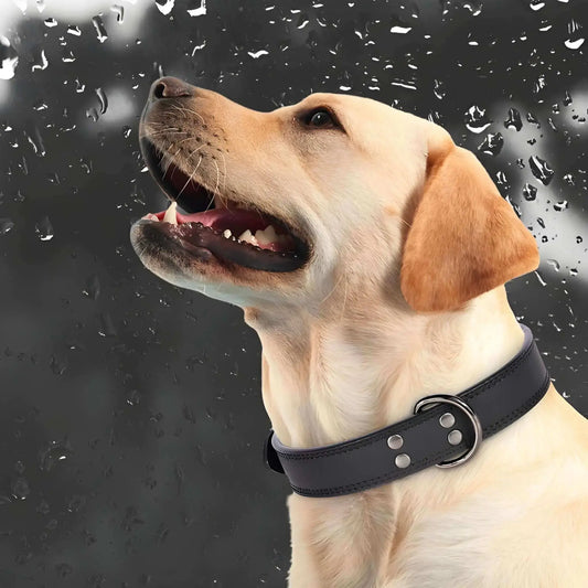 Un labrador avec un collier pour chien noir.