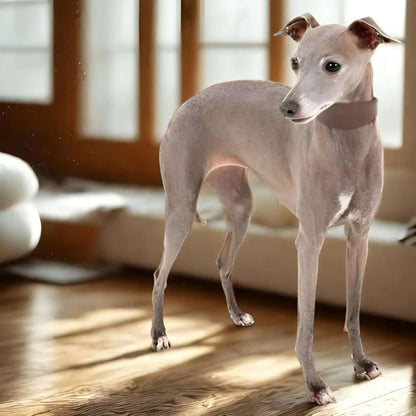Un Sighthound dans un salon avec son collier chien CouDog marron.