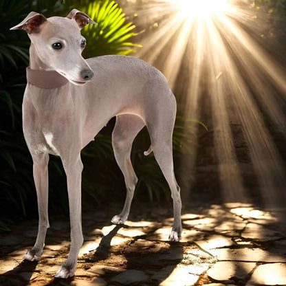 Un sighthound-debout dans des rayons de soleil avec son collier chien.