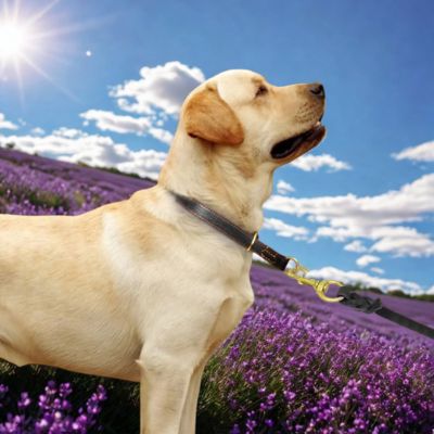 collier chien cuir labrador blond champs lavande