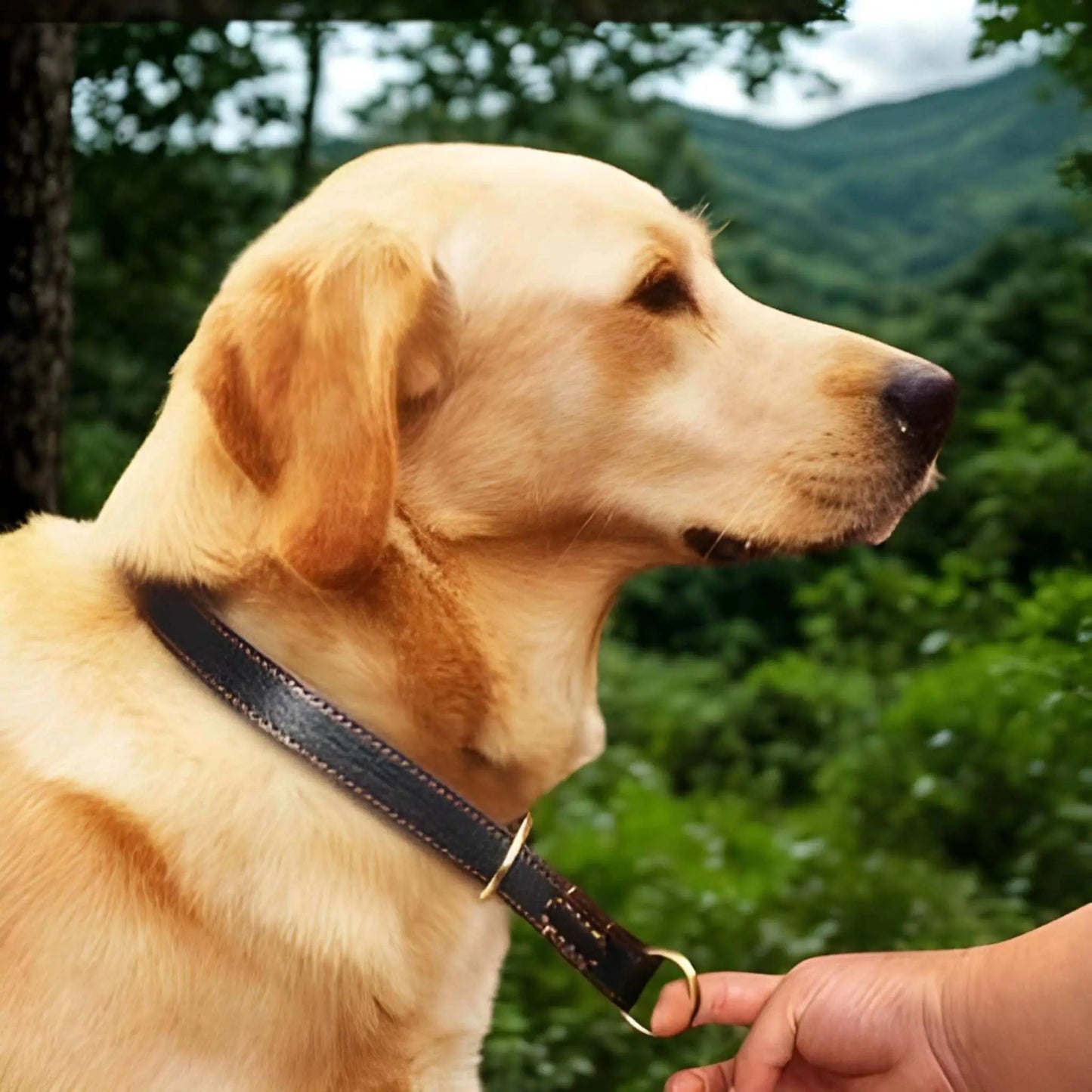 Un labrador blond avec son collier chien cuir véritable tenu par son maitre dans la forêt.