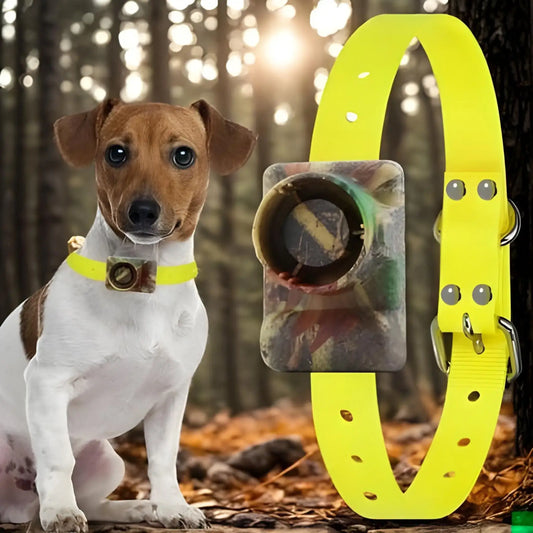 Un jack russell avec un collier pour chien de dressage de couleur vert camouflage.