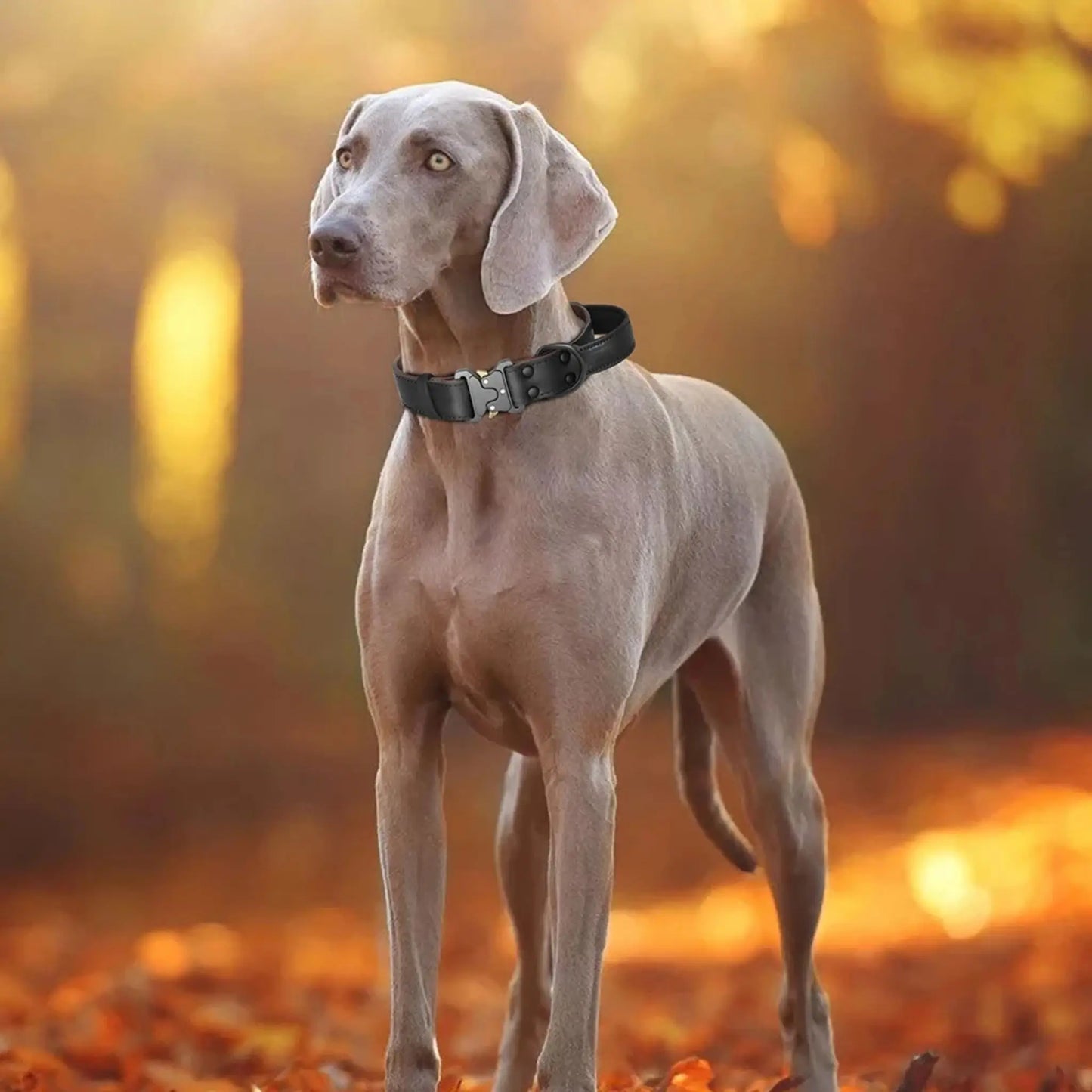 Un braque allemand brun avec un collier chien de dressage noir.