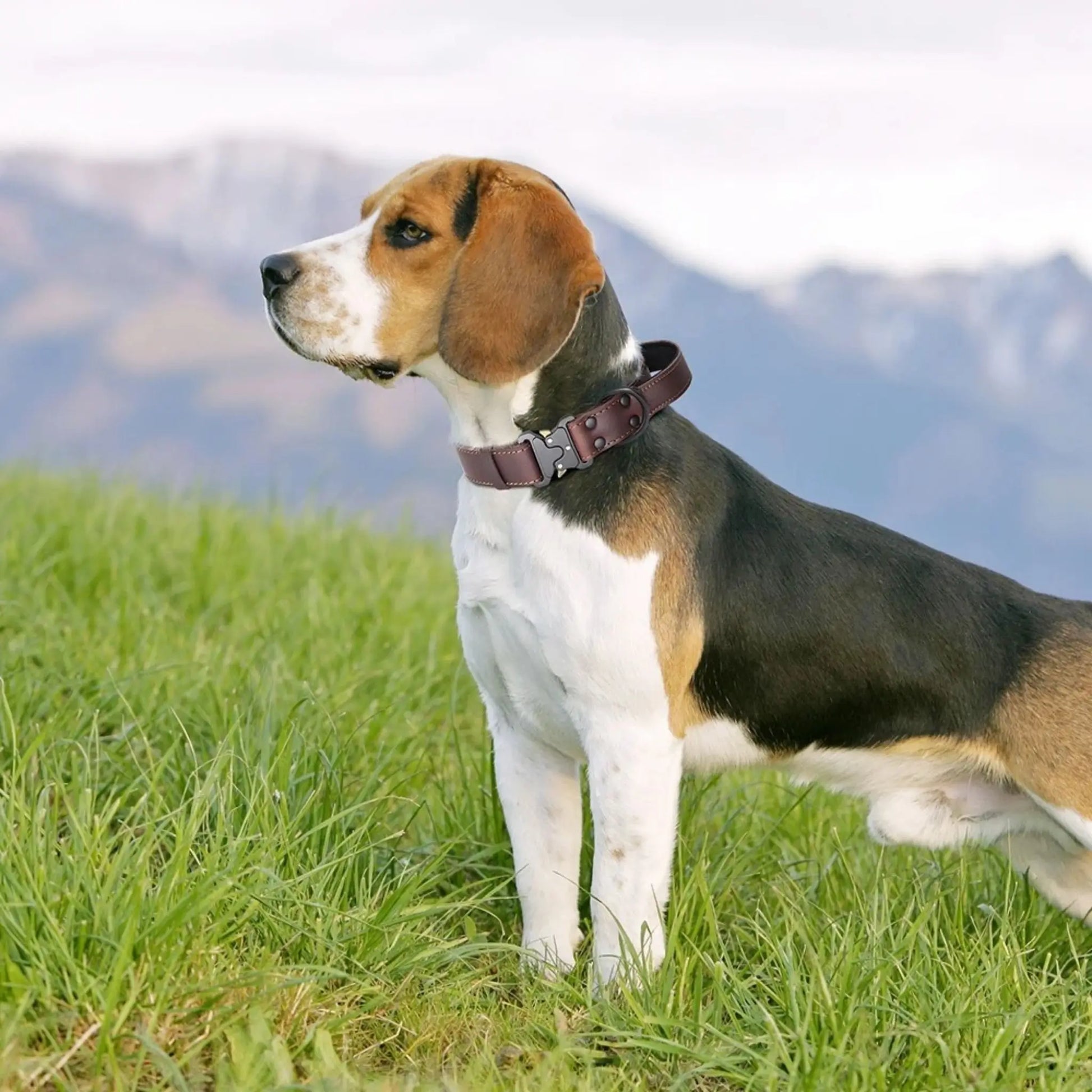 Un beagle fixant au loin avec un collier de dressage avec une poignée dans les montagnes 