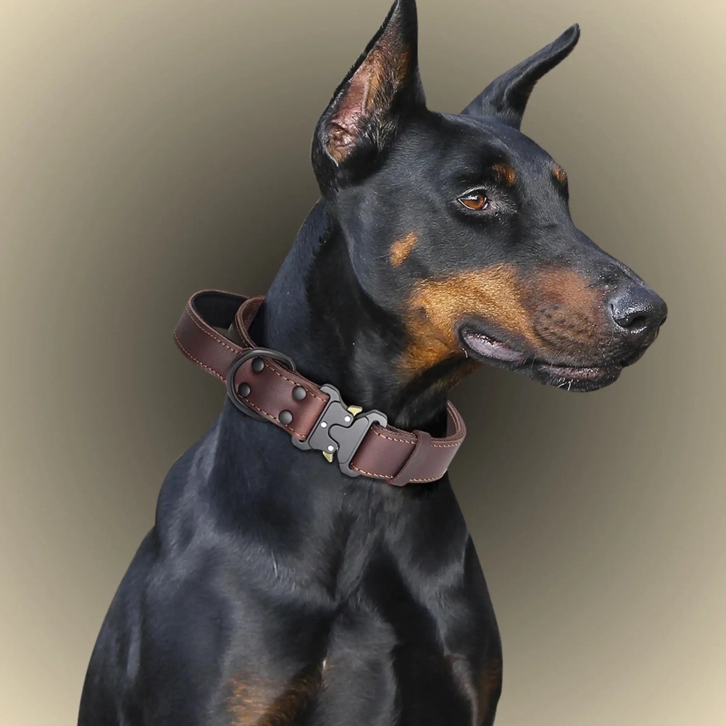 Un doberman noir avec un collier chien de dressage brun.