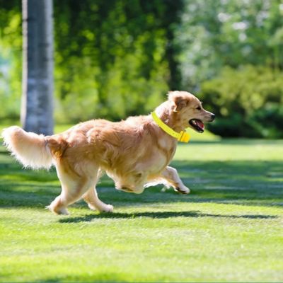 collier chien de dressage golden cour terrain