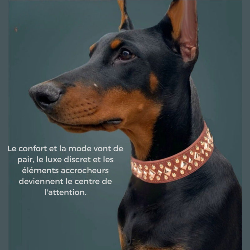 collier chien double man avec collier cuir rivet