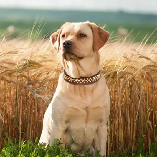 Un labrador assis dans un champ de blé avec un collier pour chien marron.