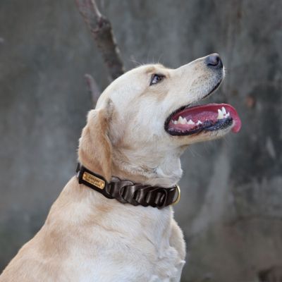 collier chien en cuir labrador collier marron