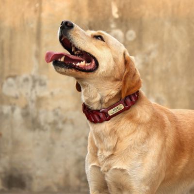collier chien en cuir labrador collier rouge