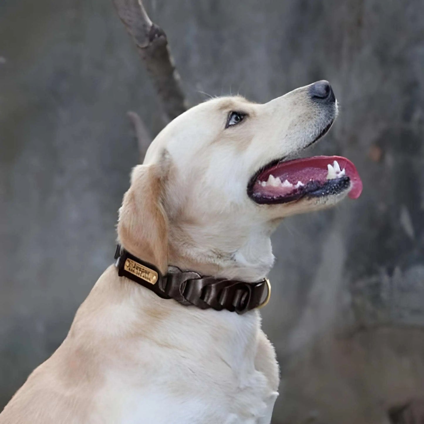 Un labrador blond en laisse avec un collier chien en cuir noir.