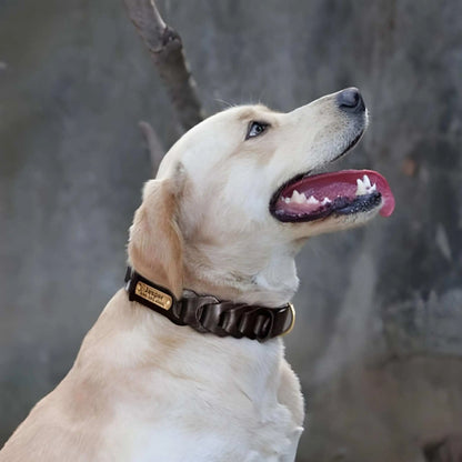 Un labrador blond en laisse avec un collier chien en cuir noir.