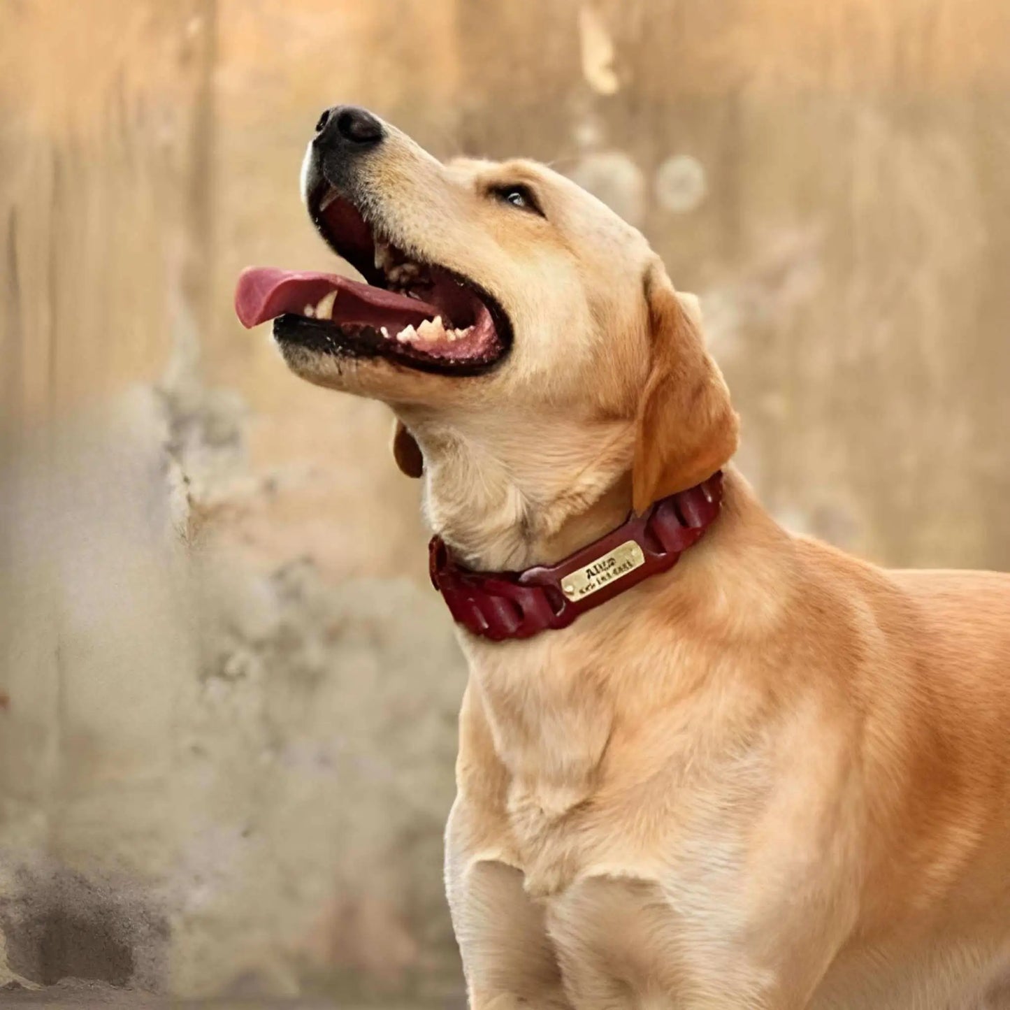 Un labrador blond regardant au ciel avec son collier chien en cuir marron.