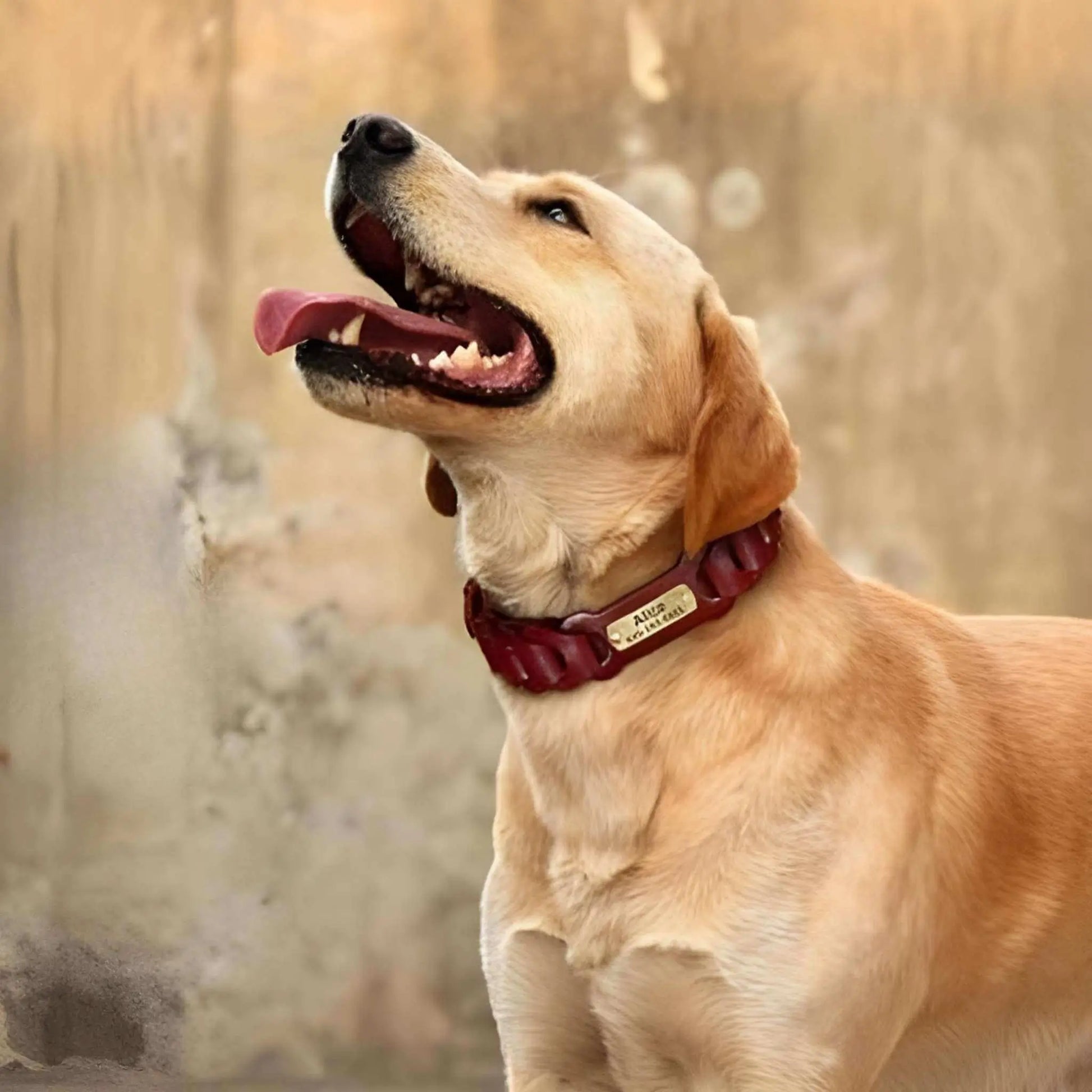 Un labrador blond regardant au ciel avec son collier chien en cuir marron.