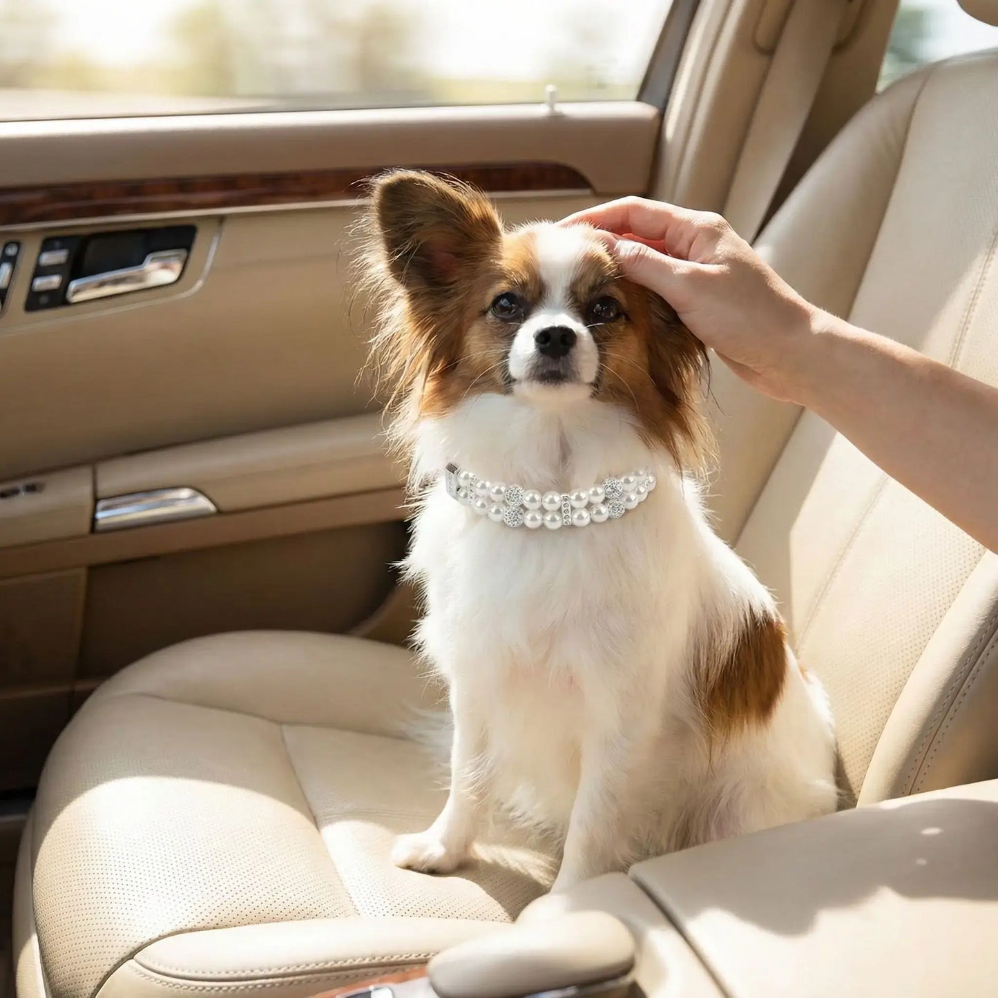 Un chihuahua papillon assis sur un siège d'auto porte un collier pour chien fantaisie Saphira blanc.