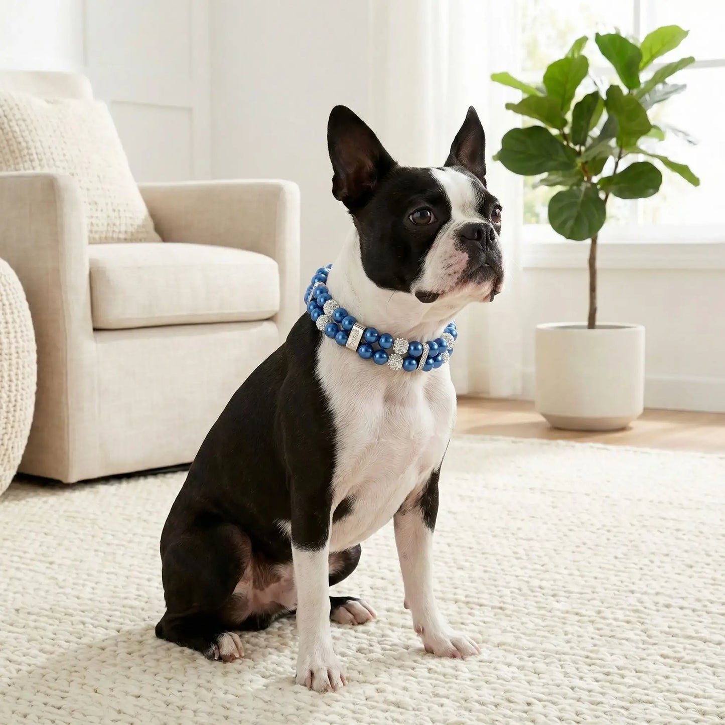 Un Boston terrier assis dans un salon porte un collier pour chien fantaisie Sapira bleu.
