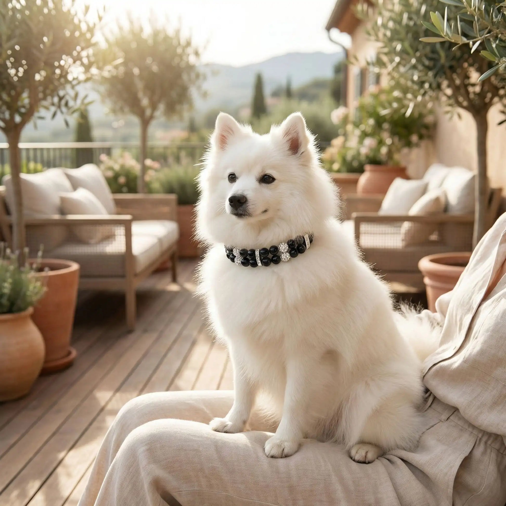 Un spitz japonais assis sur les genoux de sa maitresse sur une terrasse porte un collier pour chien fantaisie Saphira noir.
