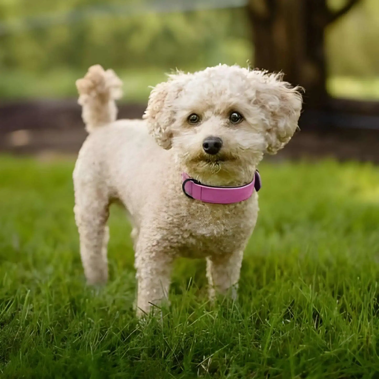 Un bichon frisé beige sur une pelouse avec son collier chien Fidèlo rose.