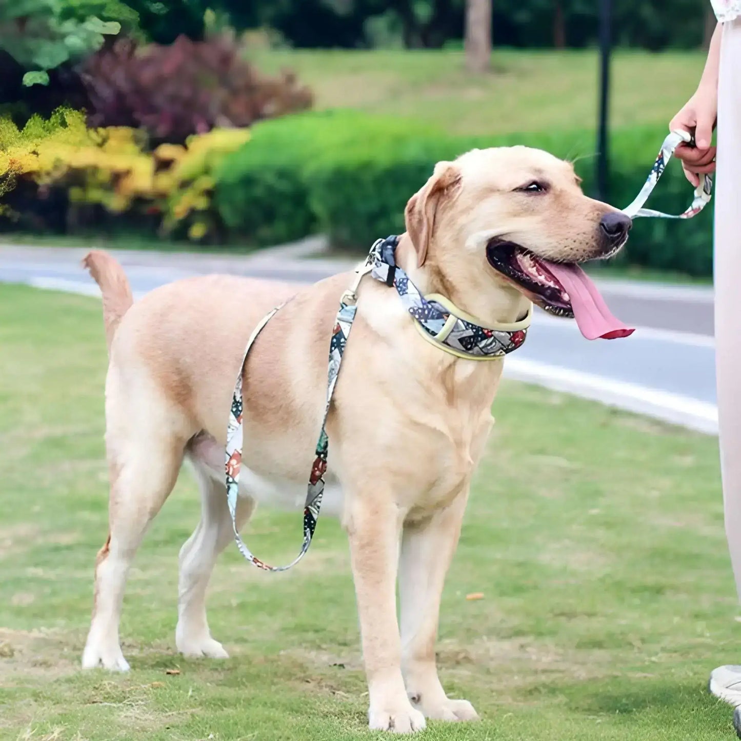 Un labrador debout sur la pelouse portant le collier pour chien couleur café avec la laisse assortie.
