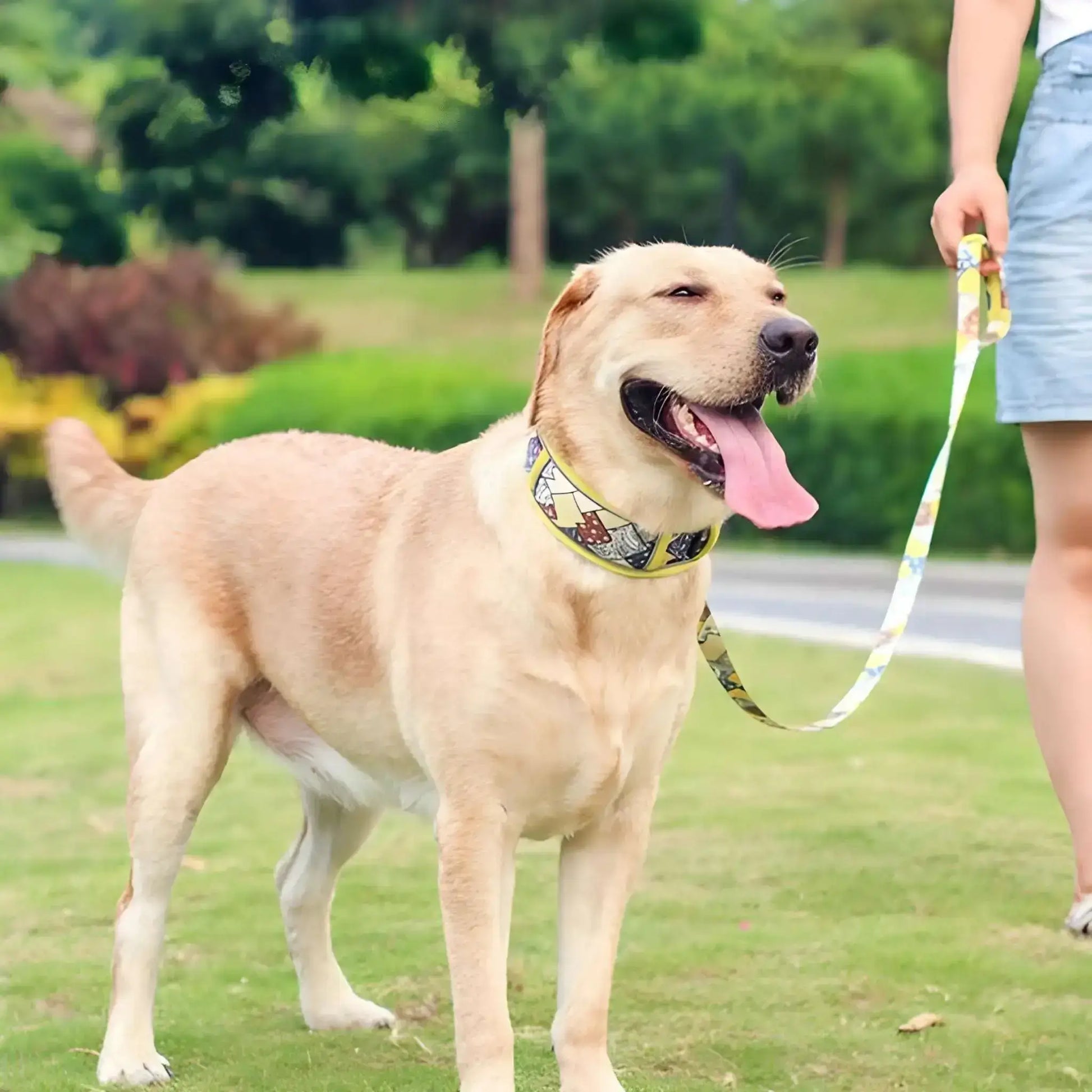 Un labrador debout sur la pelouse portant un collier pour chien de couleur jaune avec la laisse assortie.