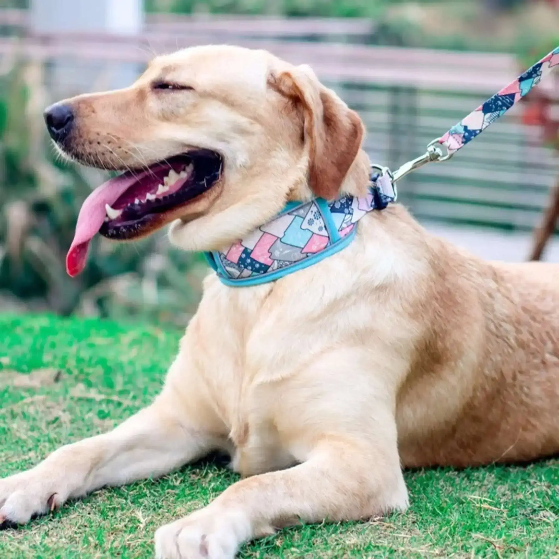 Un labrador allongé sur la pelouse porte le collier pour chien bleu avec la laisse assortie.