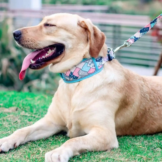 Un labrador allongé sur la pelouse porte le collier pour chien bleu avec la laisse assortie.
