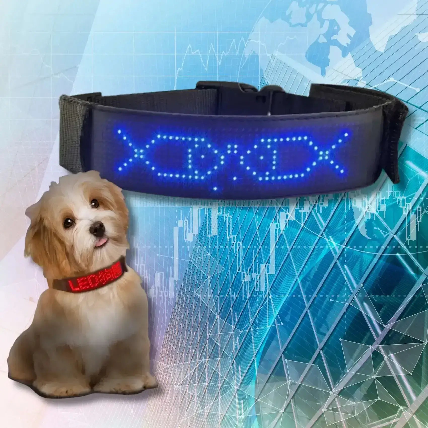 Un collier chien lumineux avec écran bleu.