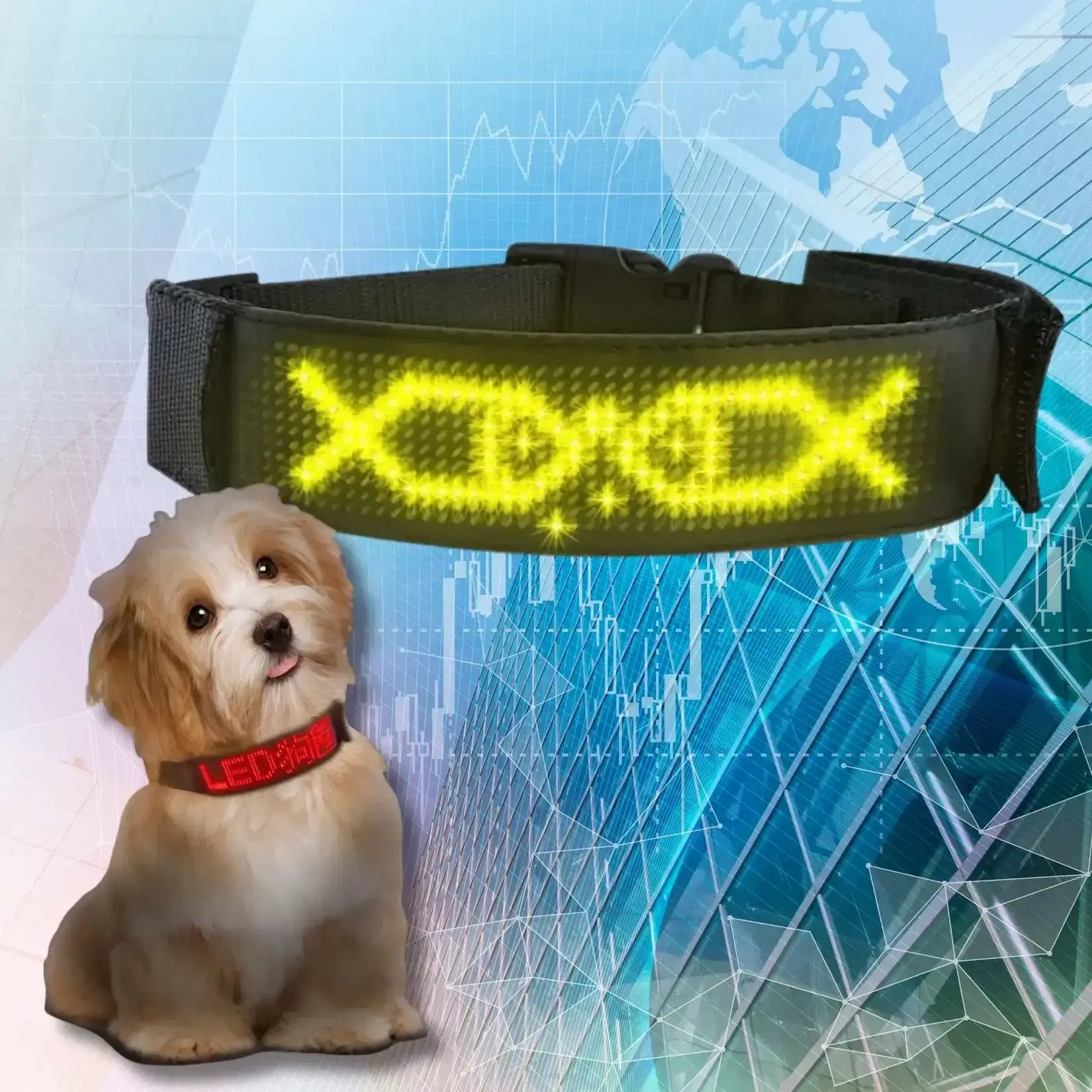 Un collier chien lumineux avec écran jaune.