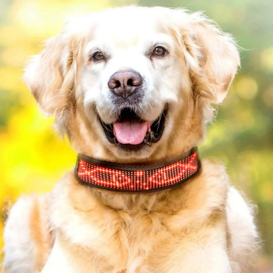 Un chiot golden retriever blond avec un collier chien lumineux rouge.