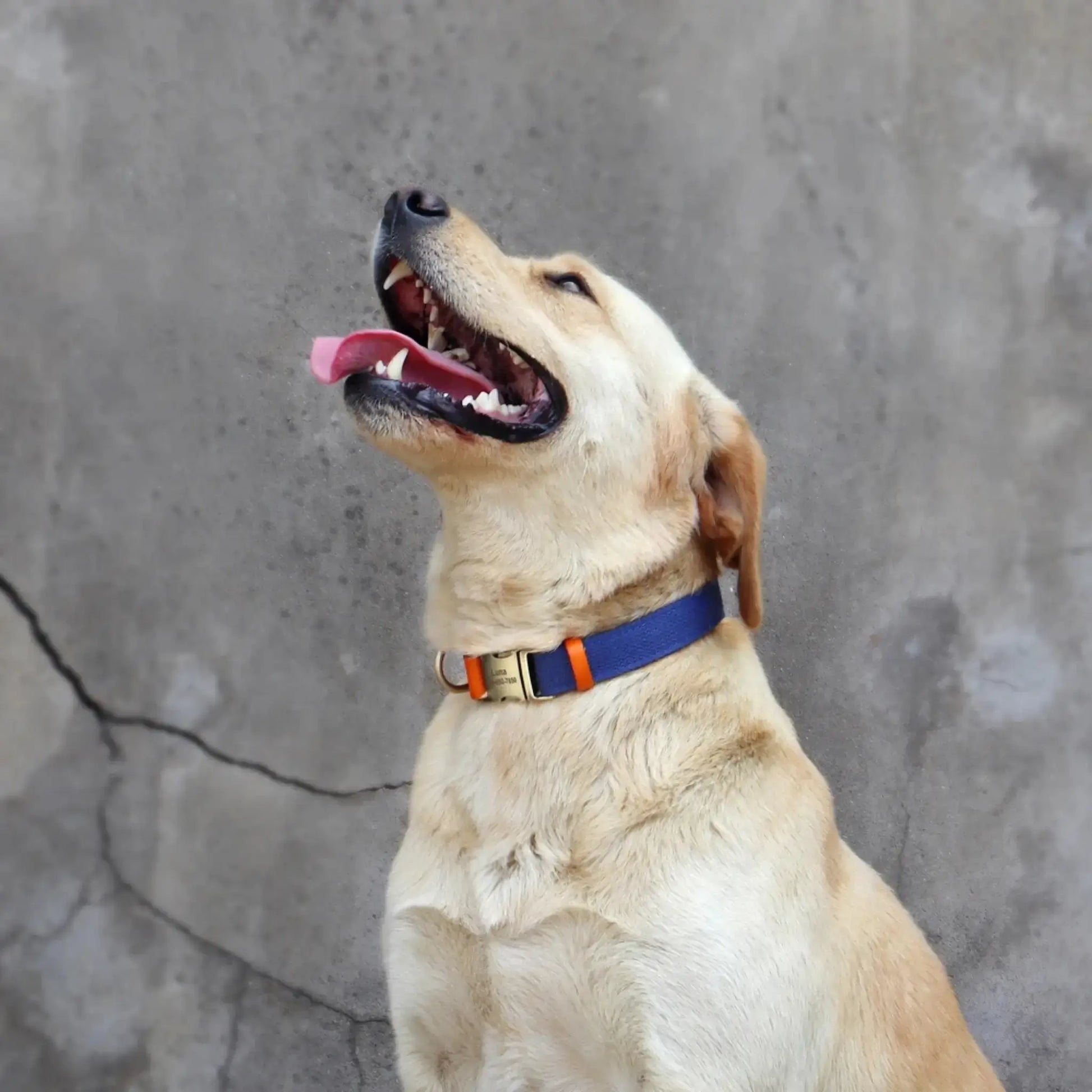 Un labrador blond avec un collier bleu marine devant un mur de ciment.