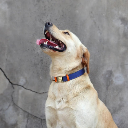 Un labrador blond avec un collier bleu marine devant un mur de ciment.