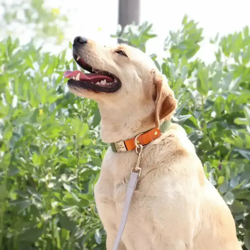 Un labrador avec son collier pour chien personnalisé.