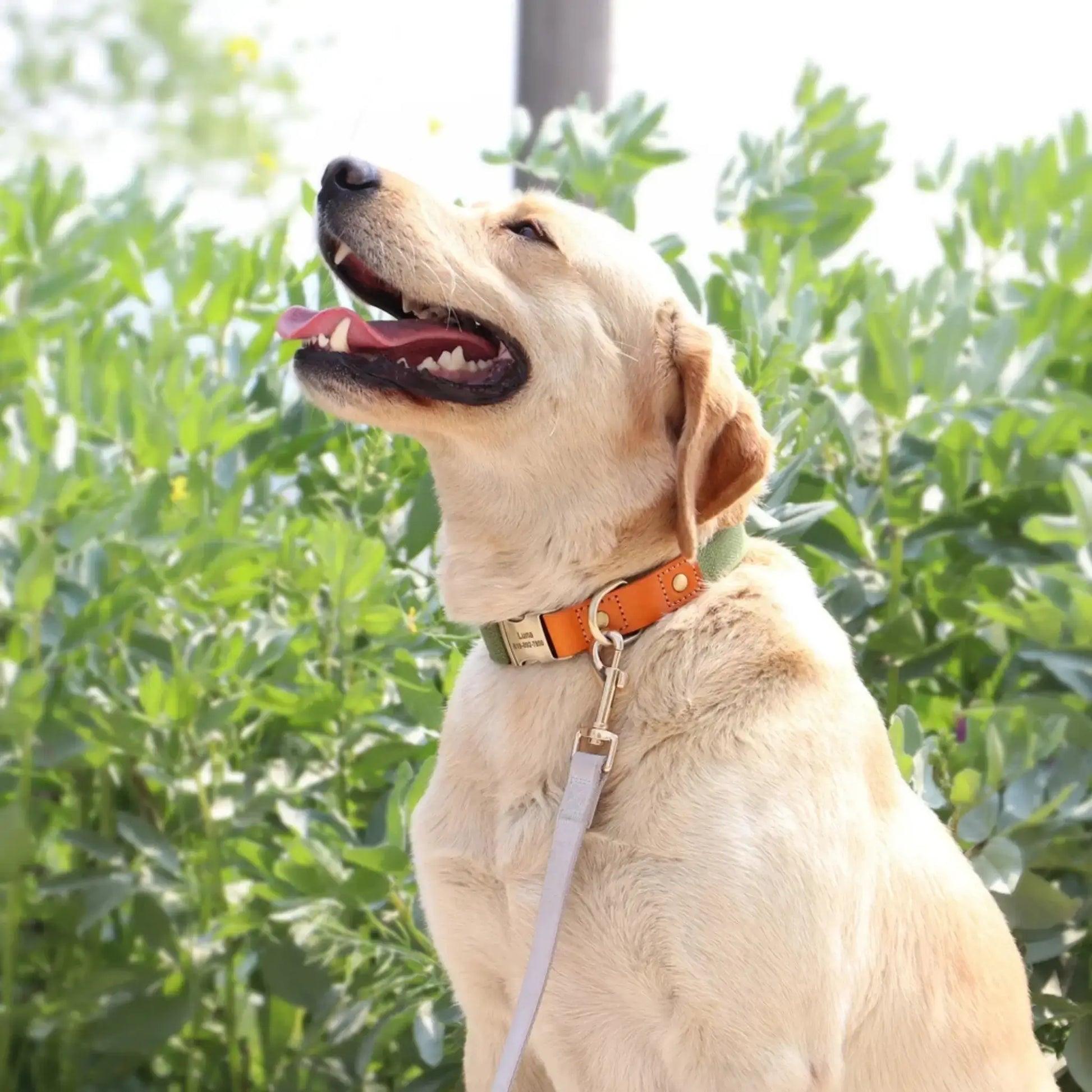 Un labrador blond devant un arbuste en laisse avec son collier.