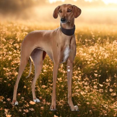 collier chien prairie fleur collier brun