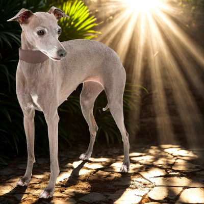 collier chien sighthound debout dans rayon soleil