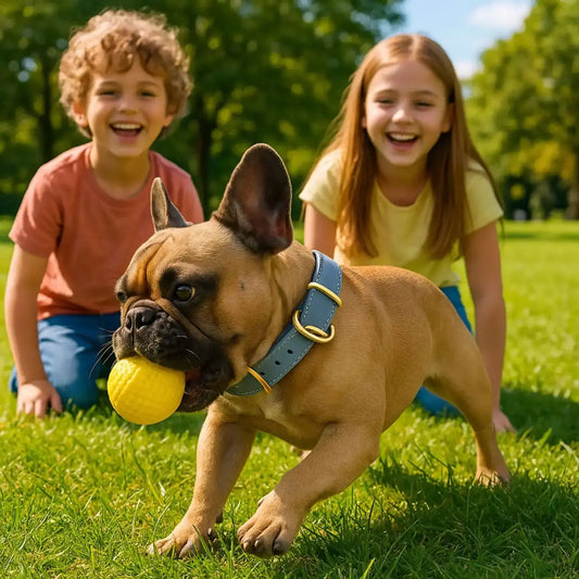 Un bouledogue français joue à la balle avec des enfants, porte le collier pour chien bleu.