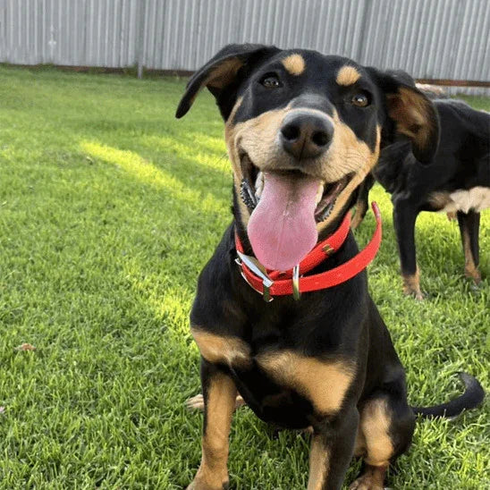 collier chien terrier anglais avec un collier rouge