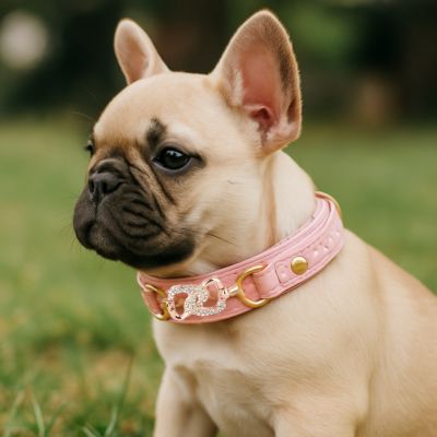 collier chiot bouledogue francais avec collier rose