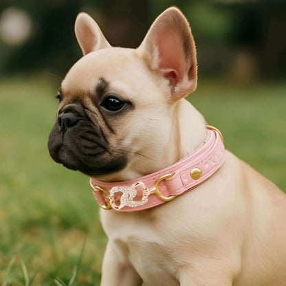 Un chiot bouledogue français avec un collier chiot de couleur rose.