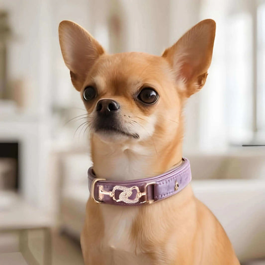 Un chihuahua fauve avec un collier chiot violet.