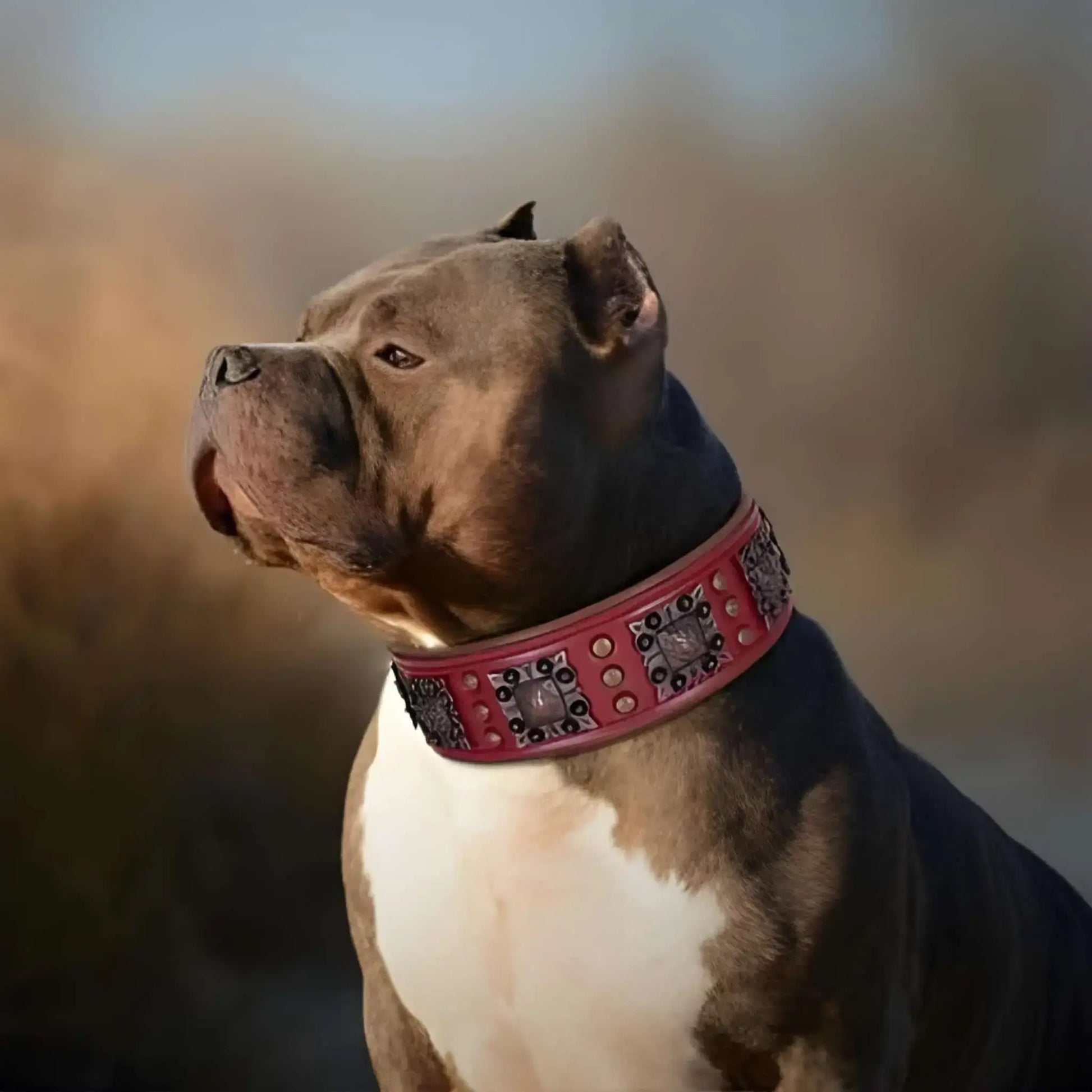 Un bouledogue américain brun avec un collier cuir pour chien rouge avec ornement en métal vintage. 