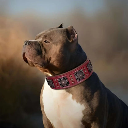 Un bouledogue américain brun avec un collier cuir pour chien rouge avec ornement en métal vintage. 