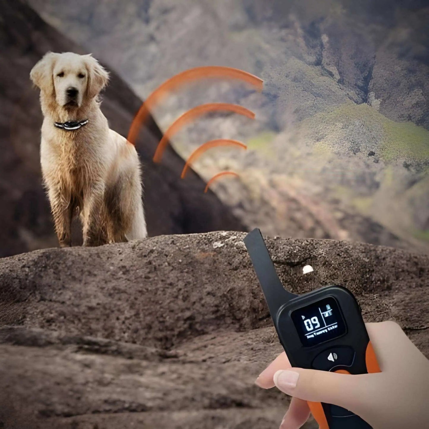 Un golden retriever en haut d'une côte et une main qui tient la télécommande qui démontre le sans-fil.