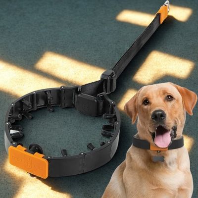 collier de dressage chien couleur noir labrador