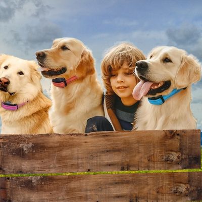 collier de dressage chien garcon 3 golden avec collier