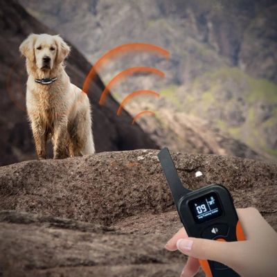 collier de dressage chien golden blond telecommande