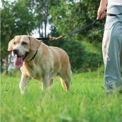 collier de dressage chien labrador blond avec maitre