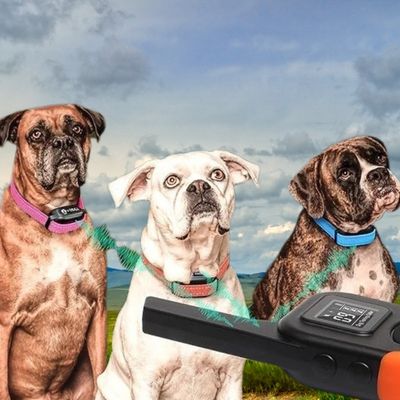 collier de dressage chien une telecommande trois collier